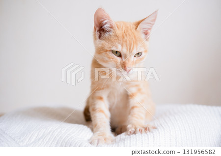 Little red-haired kitten on a white sweater Little red-haired kitten on a white sweater 131956582