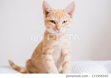 Little red-haired kitten on a white sweater Little red-haired kitten on a white sweater 131956583