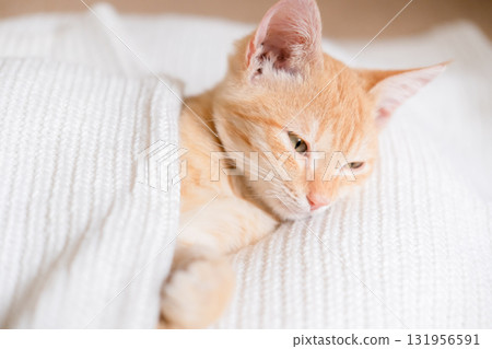 Little red-haired kitten on a white sweater Little red-haired kitten on a white sweater 131956591