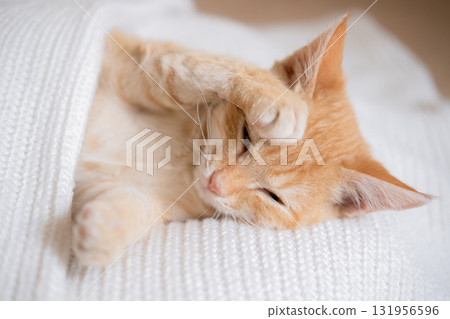 Little red-haired kitten on a white sweater 131956596