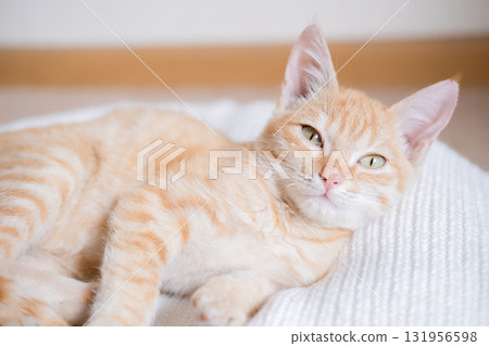 Little red-haired kitten on a white sweater Little red-haired kitten on a white sweater 131956598