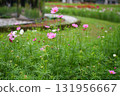 Cosmos flowers 131956667