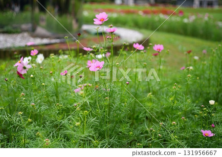 Cosmos flowers Cosmos flowers 131956667