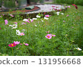 Cosmos flowers 131956668