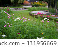 Cosmos flowers 131956669