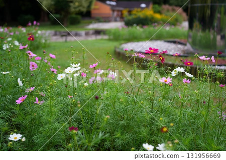 Cosmos flowers 131956669