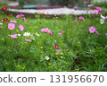 Cosmos flowers 131956670