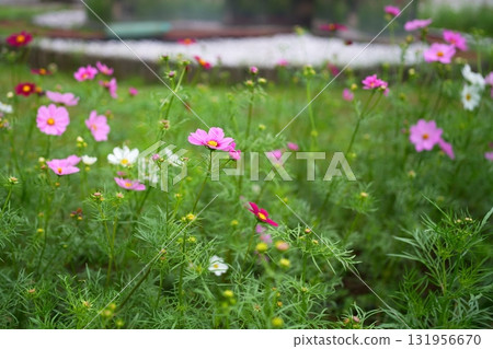 波斯菊花 波斯菊花 131956670