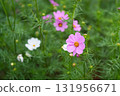 Cosmos flowers 131956671