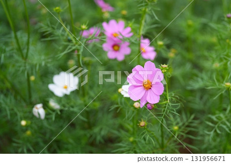 Cosmos flowers 131956671