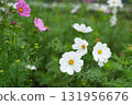 Cosmos flowers 131956676