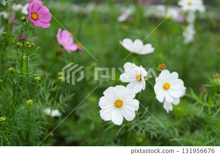 波斯菊花 波斯菊花 131956676