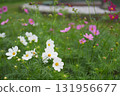 Cosmos flowers 131956677