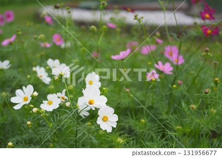 波斯菊花 波斯菊花 131956677