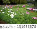 Cosmos flowers 131956678