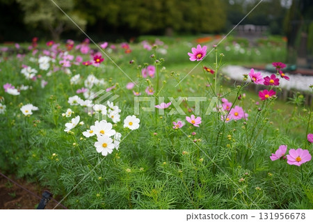 Cosmos flowers 131956678