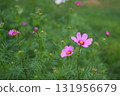 Cosmos flowers 131956679