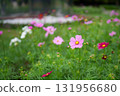 Cosmos flowers 131956680