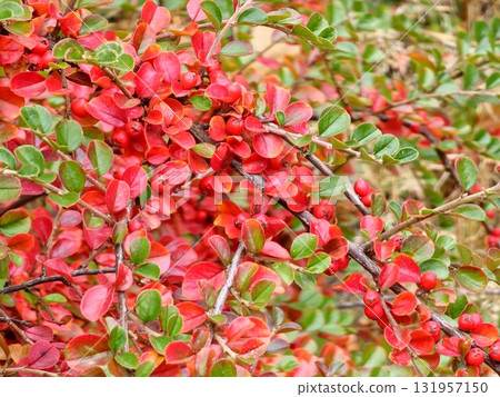 Close-up of Cotoneaster branches with autumn foliage in shades of red and burgundy and red berries in Botanical Garden in Dnipro, Ukraine. Close-up of Cotoneaster branches with autumn foliage in shades of red and burgundy and red berries in Botanical Garden in Dnipro, Ukraine. 131957150