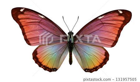 Stunning morpho butterfly with iridescent wings, a symbol of transformation, beauty, and nature's artistry, perfect for inspiring designs and creative projects Stunning morpho butterfly with iridescent wings, a symbol of transformation, beauty, and nature's artistry, perfect for inspiring designs and creative projects 131957505