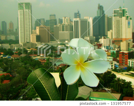 tropical white plumeria flowers plumeria on the city tropical white plumeria flowers plumeria on the city 131957577