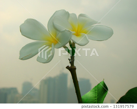 white and yellow frangipani flowers on the city 131957579
