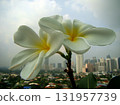 white frangipani flowers on the tree 131957739