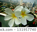white and yellow frangipani flowers on the city 131957740