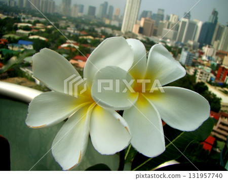 white and yellow frangipani flowers on the city white and yellow frangipani flowers on the city 131957740