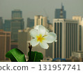 white frangipani flowers with city background 131957741