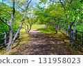 Small path surrounded by fresh greenery 131958023