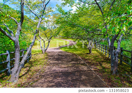 被新鮮綠色植物包圍的小路 131958023