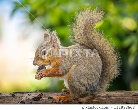Japanese squirrel eating tree nuts Japanese squirrel eating tree nuts 131958668