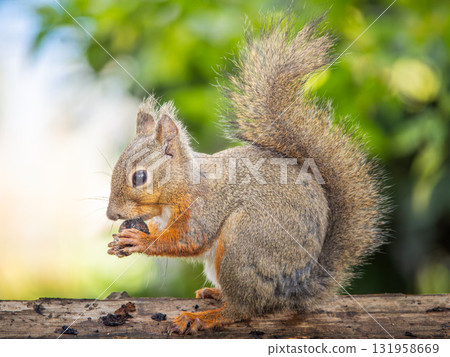 Japanese squirrel eating tree nuts 131958669
