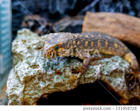 Close up of Iboyoru lizard 131958728