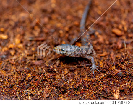 Iboyoru 蜥蜴的特寫 Iboyoru 蜥蜴的特寫 131958730