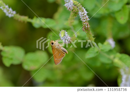 Ichimon dieselis 131958736