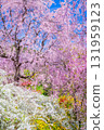 Cherry blossoms in Kyoto Hararuyaen Cherry blossoms in Kyoto Hararuyaen 131959123