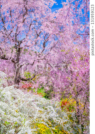 櫻花在京都Hararuyaen 131959123