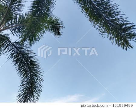 Vibrant green palm fronds reach towards a clear, expansive blue sky creating a serene tropical atmosphere perfect for vacation vibes 131959499