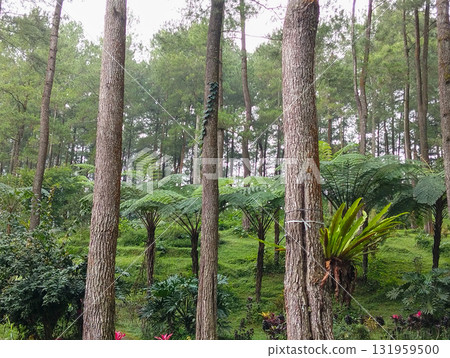 Lush green forest canopy with towering pine trees and vibrant ferns creates a serene natural sanctuary 131959500