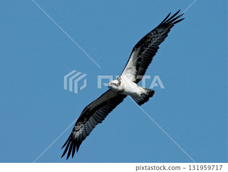 一隻魚鷹在初秋的天空中飛翔。 131959717