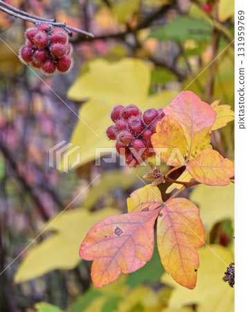 Fruits of sumac, Rhus aromatica against background of yellow autumn foliage. Selective focus. Blurred background. 131959769