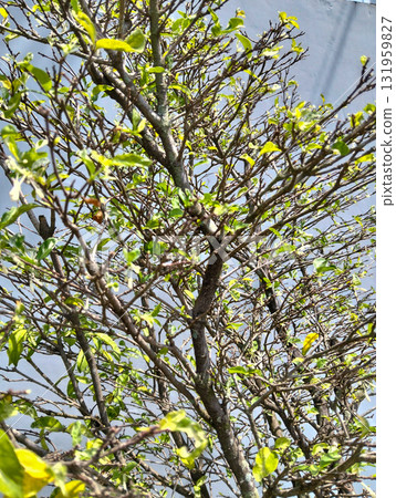 Vibrant green leaves emerge on intricate branches, promising new growth and natural beauty against a soft grey backdrop Vibrant green leaves emerge on intricate branches, promising new growth and natural beauty against a soft grey backdrop 131959827