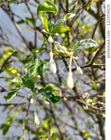 Delicate white flower buds dangle gracefully from a variegated green leafed branch, signaling the arrival of spring with natural beauty. Delicate white flower buds dangle gracefully from a variegated green leafed branch, signaling the arrival of spring with natural beauty. 131959828