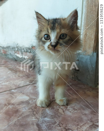 Adorable fluffy calico kitten with wide curious eyes, captured in a sweet, innocent moment at home. Adorable fluffy calico kitten with wide curious eyes, captured in a sweet, innocent moment at home. 131959829