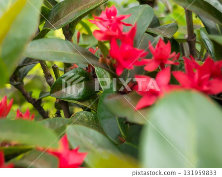 Vibrant red Ixora flowers bloom amidst lush green foliage, creating a stunning natural backdrop for peaceful garden scenes. 131959833