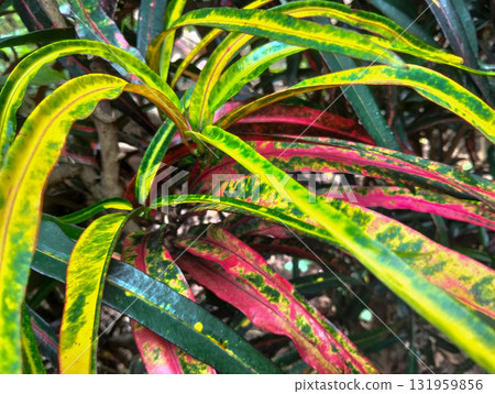 Vibrant green and pink croton leaves display stunning natural patterns, bringing tropical beauty to any setting. Vibrant green and pink croton leaves display stunning natural patterns, bringing tropical beauty to any setting. 131959856
