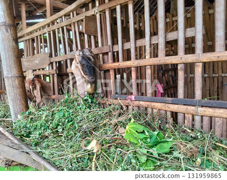 Two brown goats happily munching on piles of fresh green foliage inside a rustic wooden pen on a farm 131959865