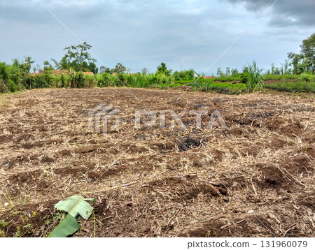 Rustic farmland ready for planting after harvest, showing fertile soil and distant green foliage under a cloudy sky Rustic farmland ready for planting after harvest, showing fertile soil and distant green foliage under a cloudy sky 131960079